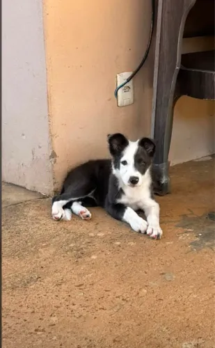 Filhote de Border collie fêmea