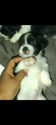 Shitzu