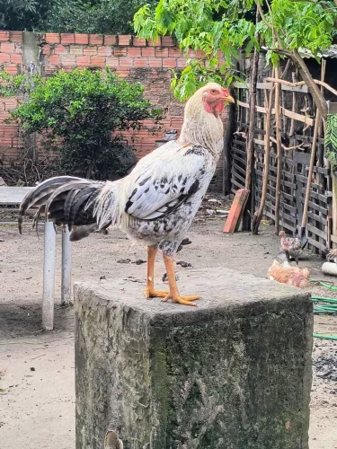 Vende se um capão ou trocar