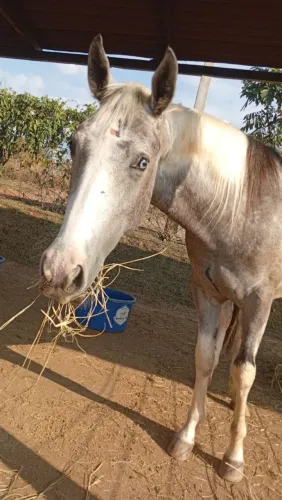 Cavalo Paint inteiro olho azul