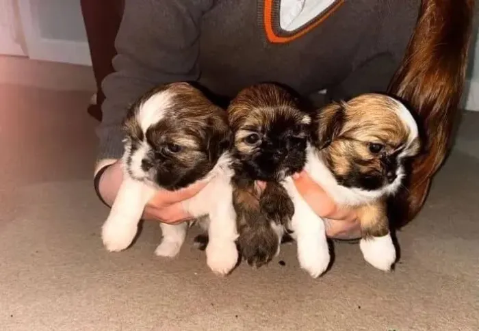Filhotes de Shih Tzu | Amor que transforma ambientes.