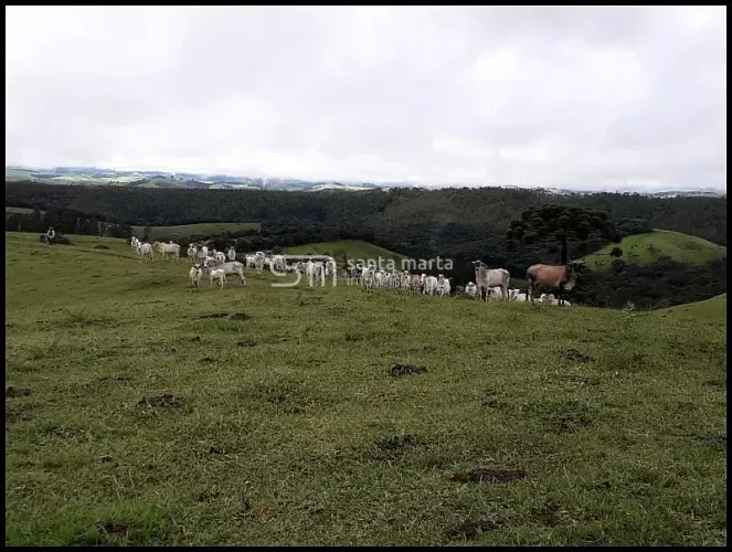 FAZENDA NO ASFALTO - GADO LEITE/CORTE  GUARATINGUETÁ - SP