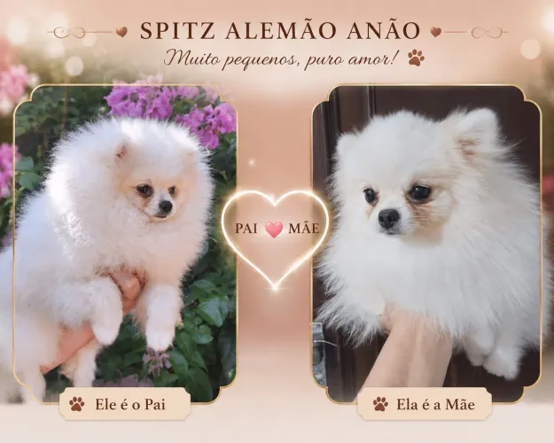 Spitz Fêmea Anão 4500