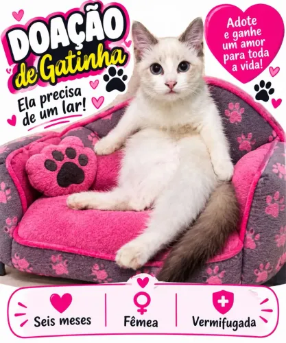 Doação de gatinha