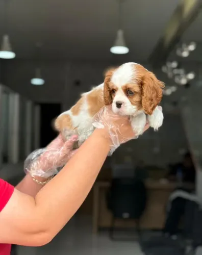 Seu Cavalier King Está Aqui! Garantia de Saúde e Loja Física