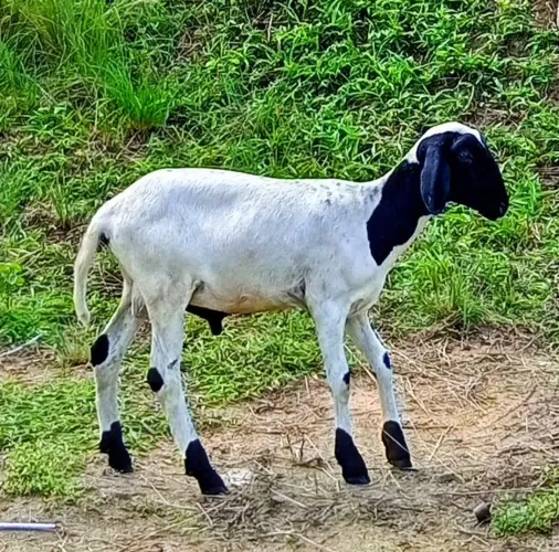 Carneiro 
