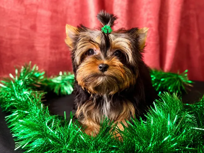 ?Yorkshire micro Macho com Pedigree | 3 Vacinas | Pronto para Entrega | R$ 2.500?