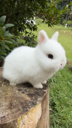 Coelho anão Netherland Dwarf Macho