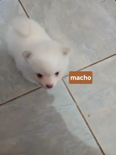 LINDO FILHOTE LULU DA POMERANEA ANÃO
