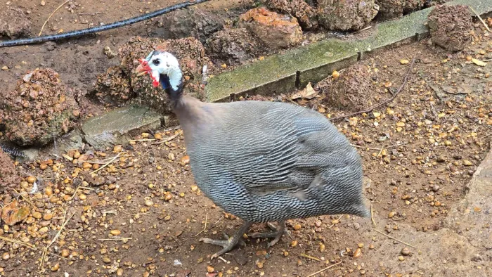 GALINHA DE ANGOLA 