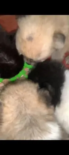 LULU DA POMERANIA PAI É MÃE NO LOCAL