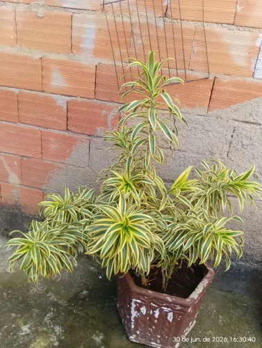 Decoração 