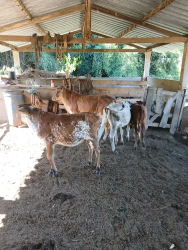 Bezerras