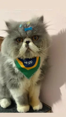 Gato persa 1 ano e 2 meses