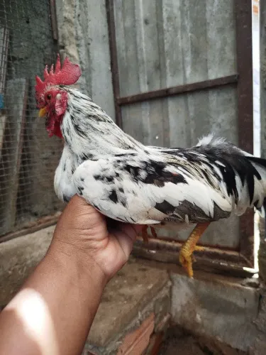 Galo Galinze 