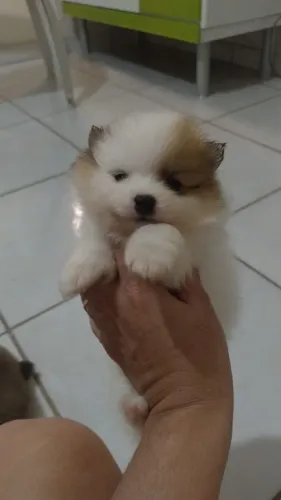 Spitz Alemão Anão