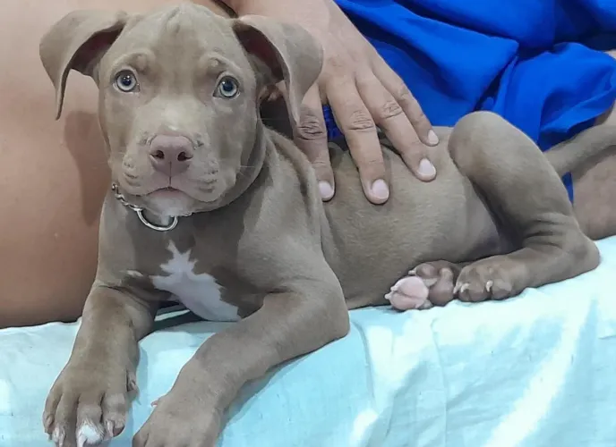 Vendo filhote de cachorro pitibul 3 meses