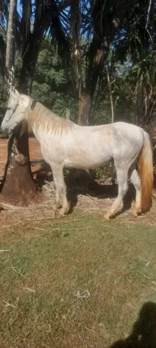 cavalo