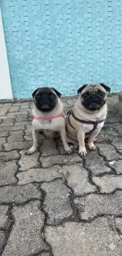 Casal pug adulto