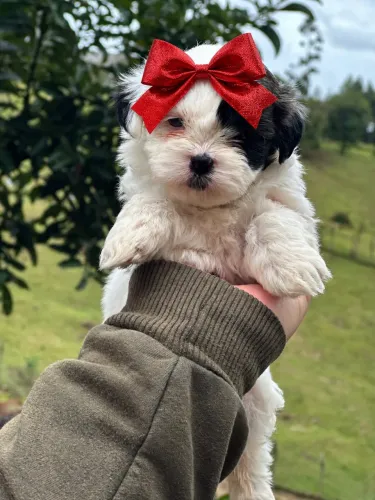 Entregamos para você! Filhotes de lhasa apso fêmea com olho azul!