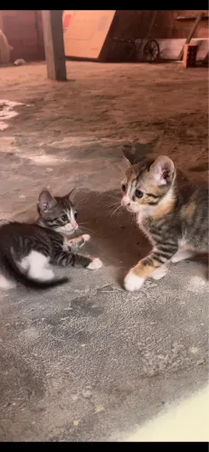 filhote de gato