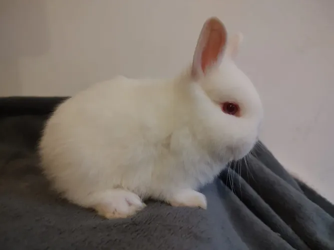 Coelhinhos netherland dwarf