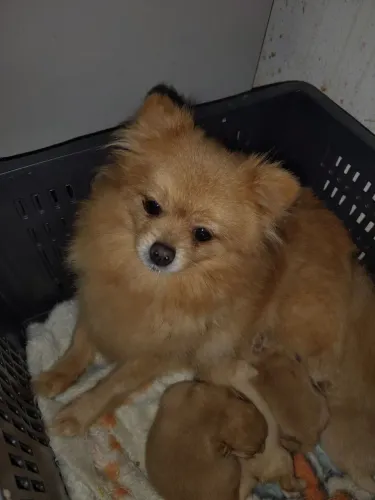 Filhotes de Spitz alemão anão 