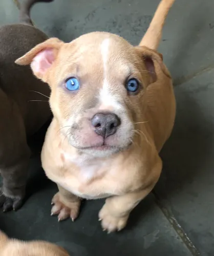 Filhote de American Bully