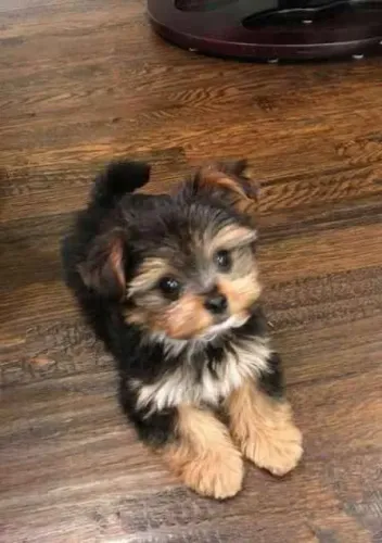 Filhote Yorkshire Terrier, alto risco de paixão à primeira vista!