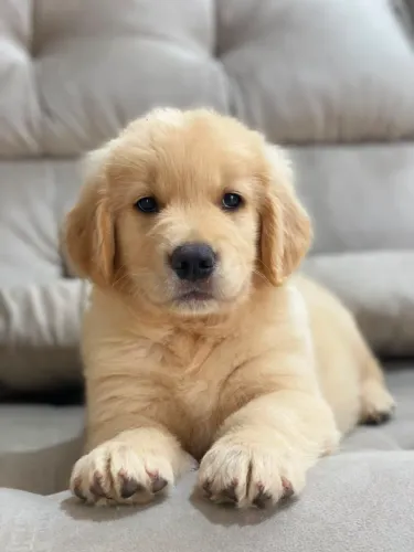 Filhotes de Golden Retriever FOTOS REAIS
