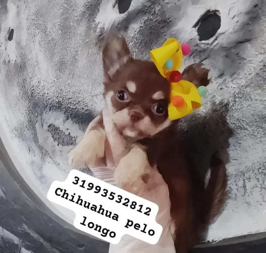 Chihuahua chocotan pelo longo,cabeça de maçã e pedigree