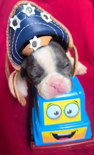 Bulldog francês