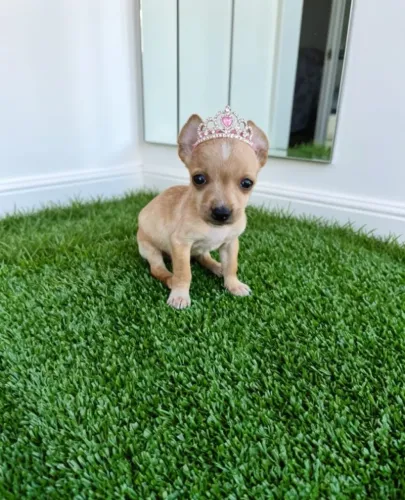 Princesa Pinscher Cheio de Energia