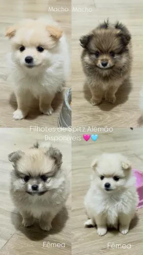 Lulu pomerania