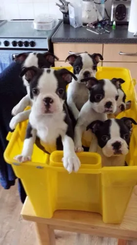 Boston Terrier Machos e Femeas