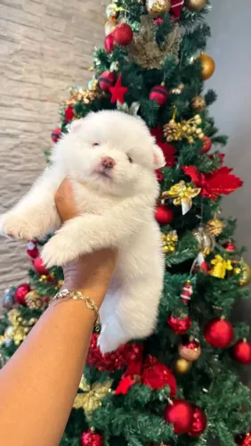 Spitz Alemão