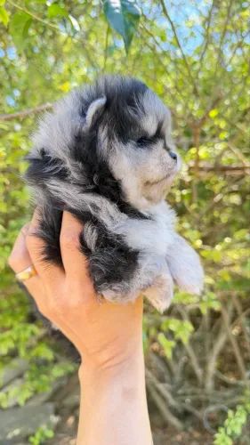 Lulu da Pomerania Merle Spitz alemão
