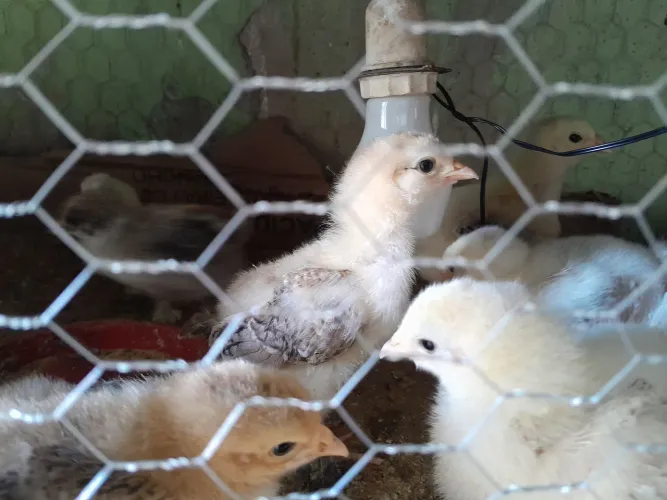 Galos pintos e ovos galados Brahma