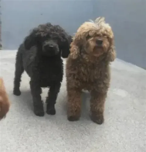 poodle x maltes Qualidade alta e preço acessível. Zap 9.975I.649I