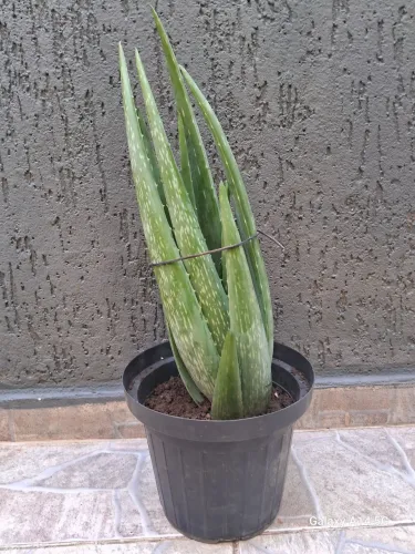 Babosa(Planta)