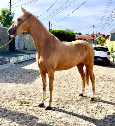 Égua Mangalarga Marchador