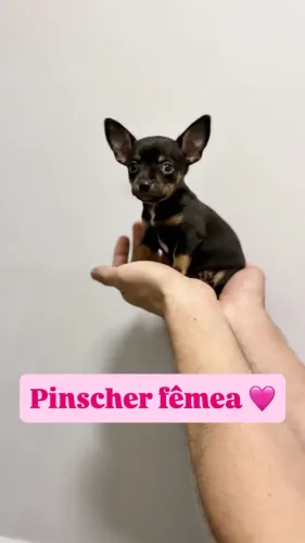 Pinscher fêmea 