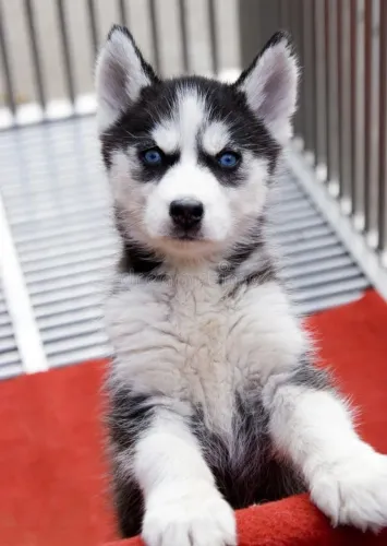 Cachorro