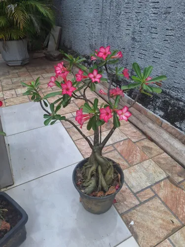 Planta Rosa do deserto