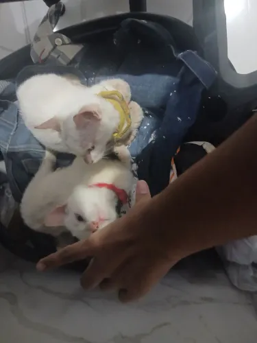 Gatos