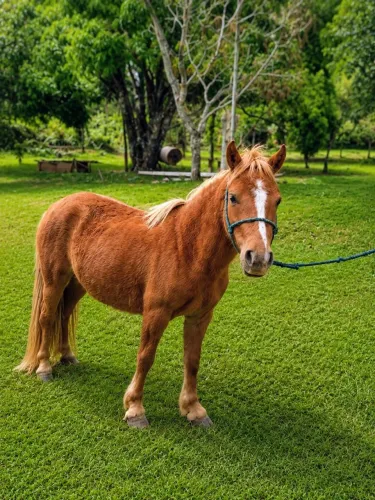 Mini pônei fêmea