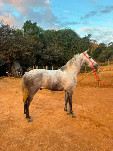 Cavalo MM