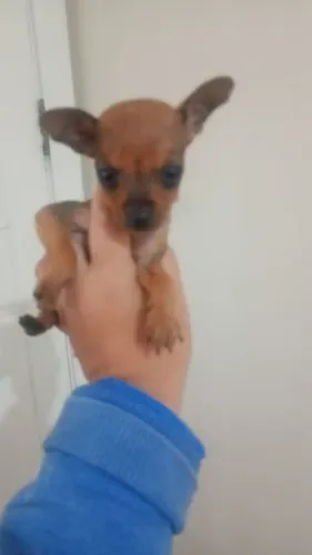 Pincher macho único 800 reais