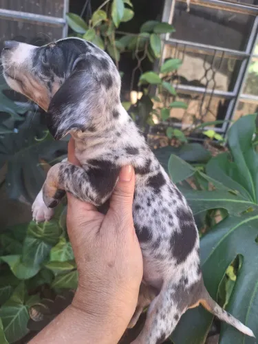 Cofap macho