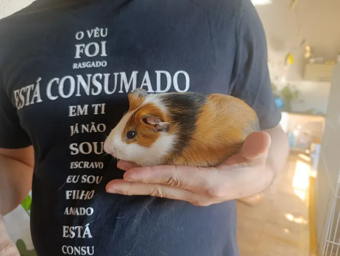 Porquinho da Índia Fêmea